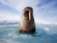 Tapeta National Geographic 566.jpg